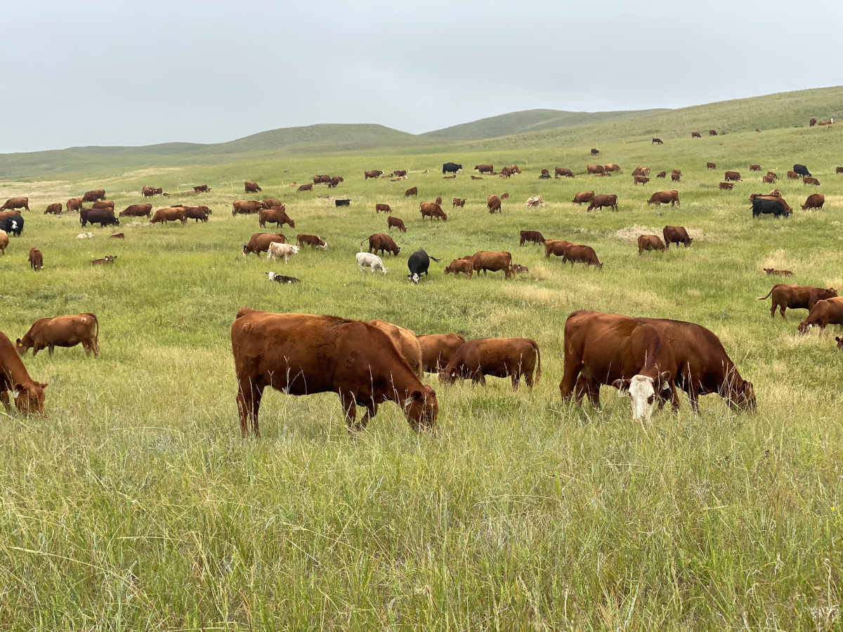 sandhills-cows